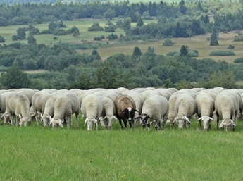 Merino-Schafe im Burgenland